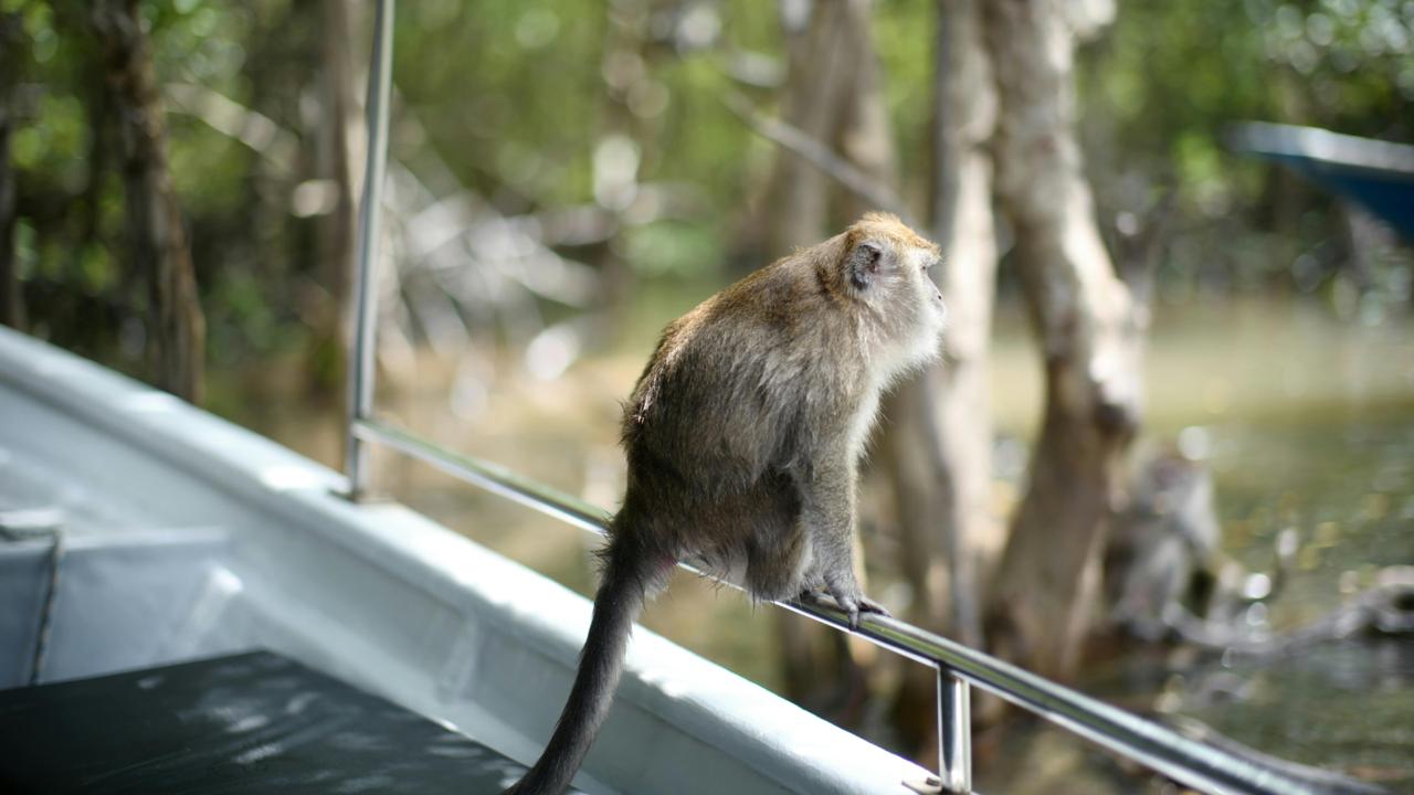 Mangrove Private Tour – Package B – Large Boat